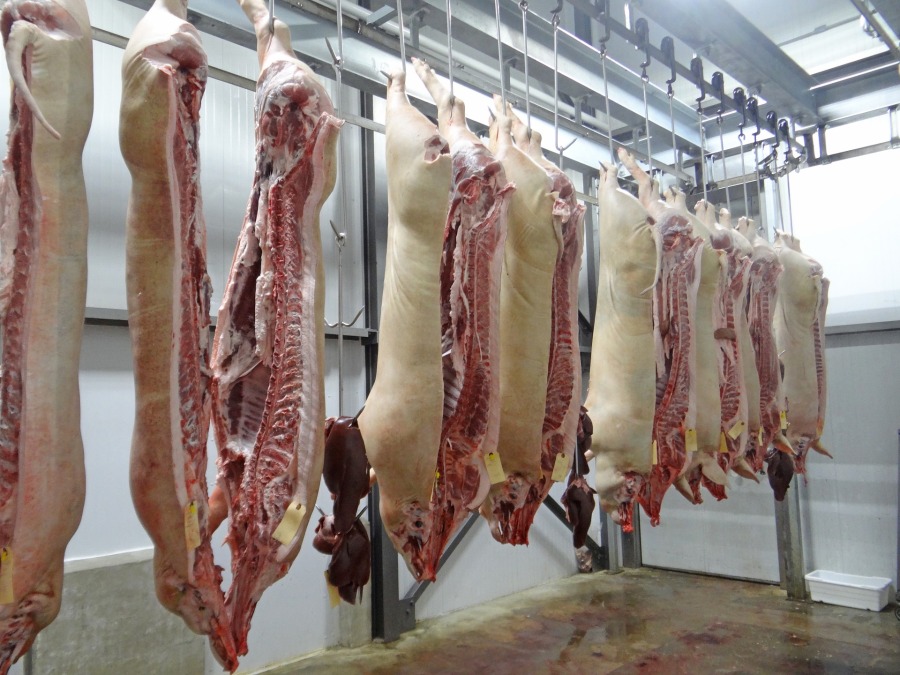 Was ändert es, wenn dein Schnitzel vor Schmerz gebrüllt hat? Vom elenden Sterben der Rinder und Schweine in EU-Schlachthöfen.